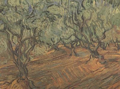 Vincent Van Gogh Olive Grove:Bright Blue Sky (nn04) China oil painting art